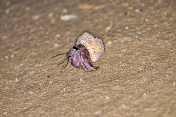 A hermit crab with a beautiful shell walks on the ocean beach on Phuket island in Thailand.