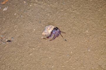 A hermit crab with a beautiful shell walks on the ocean beach on Phuket island in Thailand.