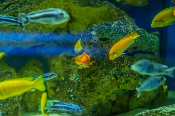 Animals of the underwater sea world. Ecosystem. Colorful tropical fish. Life in the coral reef.
