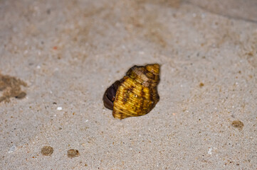 A hermit crab with a beautiful shell walks on the ocean beach on Phuket island in Thailand.
