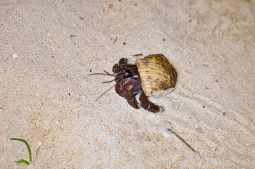 A hermit crab with a beautiful shell walks on the ocean beach on Phuket island in Thailand.