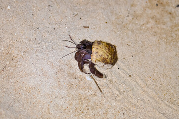 A hermit crab with a beautiful shell walks on the ocean beach on Phuket island in Thailand.