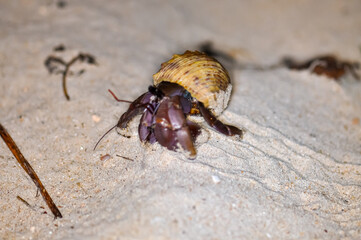 A hermit crab with a beautiful shell walks on the ocean beach on Phuket island in Thailand.
