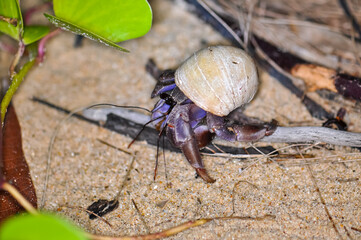 A hermit crab with a beautiful shell walks on the ocean beach on Phuket island in Thailand.