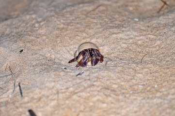 A hermit crab with a beautiful shell walks on the ocean beach on Phuket island in Thailand.