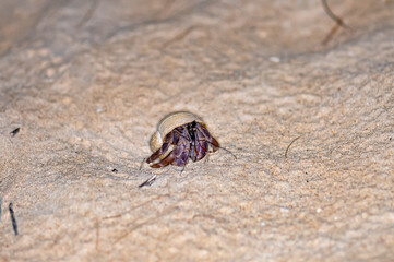 A hermit crab with a beautiful shell walks on the ocean beach on Phuket island in Thailand.