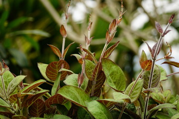 Paederia tomentosa leaves growing on the fence
