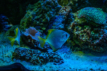 Colorful angelfish swimming gracefully in a vibrant coral reef