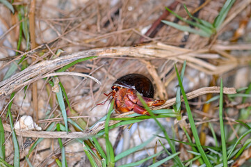 A hermit crab with a beautiful shell walks on the ocean beach on Phuket island in Thailand.