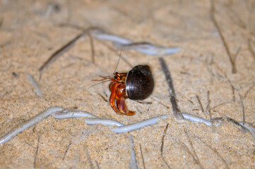 A hermit crab with a beautiful shell walks on the ocean beach on Phuket island in Thailand.