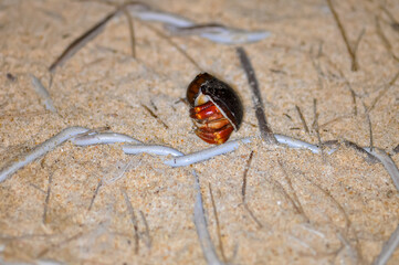 A hermit crab with a beautiful shell walks on the ocean beach on Phuket island in Thailand.