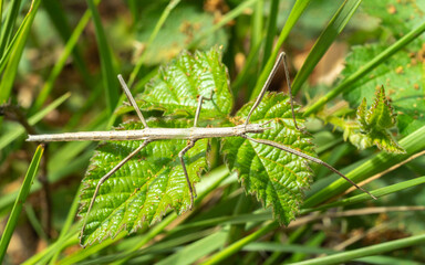 macro close up of a stick insect (Leptynia hispanica) on a leaf