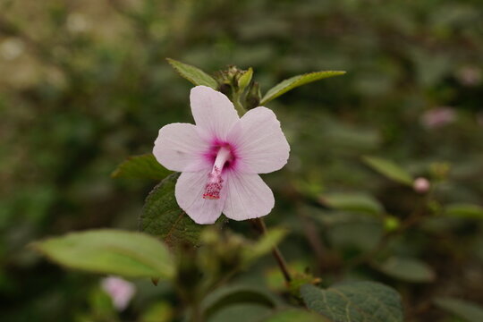 Close-up of Urena lobata flower