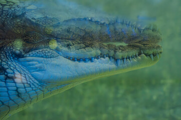 Crocodile teeth underwater Crocodile teeth. Crocodile underwater. The Nile crocodile Crocodylus niloticus is a large crocodilian native to freshwater habitats in Africa