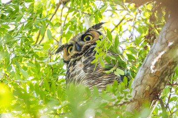 Owl perched on a tree branch gazes directly at the camera