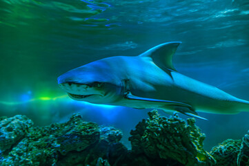 Diving with great sharks. Large white shark. Ready to attack its prey Grey reef shark Carcharhinus amblyrhynchos floats over coral reef, Great White Shark Close up Shot