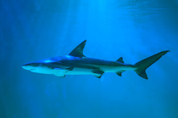 Diving with great sharks. Large white shark. Ready to attack its prey Grey reef shark Carcharhinus amblyrhynchos floats over coral reef, Great White Shark Close up Shot