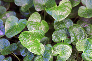 green wasabi plant