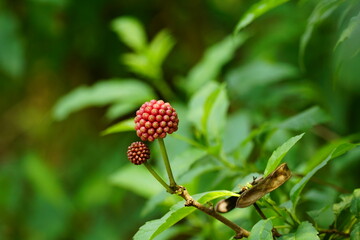 Close-up of Calliandra tree in the garden