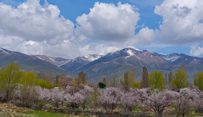 Fototapeta premium Kyrgyzstan. View of the blooming apricot trees on the desert hills along the Bishkek - Lake Issyk-Kul highway.