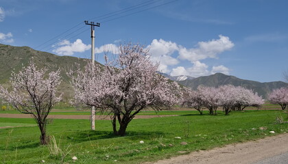 Kyrgyzstan. View of the blooming apricot trees on the desert hills along the Bishkek - Lake...