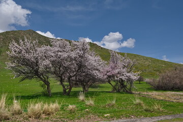 Kyrgyzstan. View of the blooming apricot trees on the desert hills along the Bishkek - Lake...