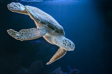 photo of Sea turtle in the Galapagos island. Green sea turtle swimming peacefully along the...