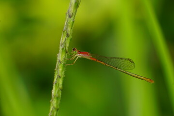 red dragonfly on a leaf