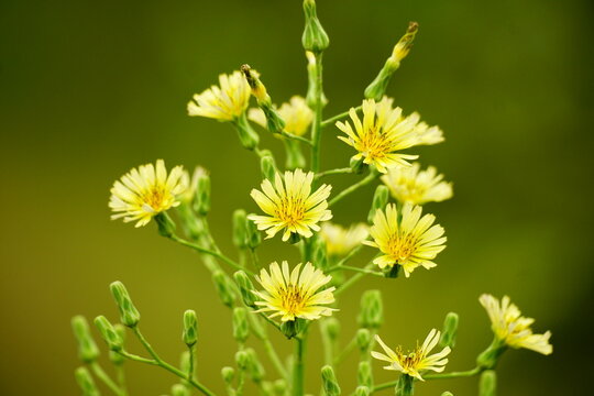 Yellow Lactuca virosa flowers bloom