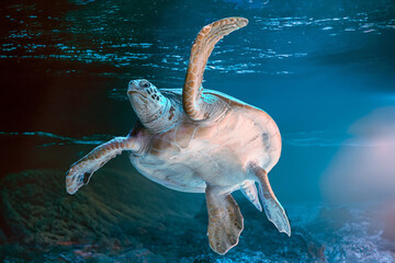 photo of Sea turtle in the Galapagos island. Green sea turtle swimming peacefully along the...