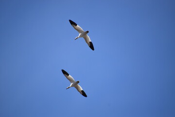 Snow geese in spring, Montmagny, Québec, Canada