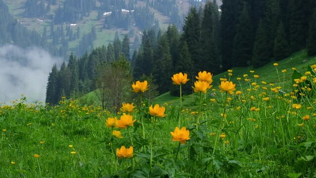 orange flowers of Asian double buttercup, flower or Trollius asiaticus or troll flower in spring meadow near forest in spring misty mountains.