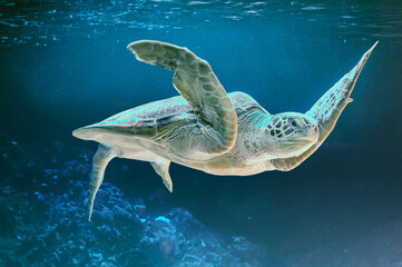 photo of Sea turtle in the Galapagos island. Green sea turtle swimming peacefully along the...