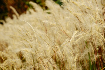 Field of white reed flowers