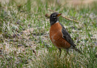 A blackbird in a field, Sainte-Apolline, Québec, Canada