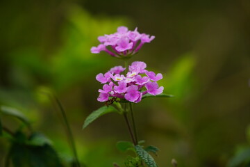 Purple Lantana camara flowers bloom in the garden