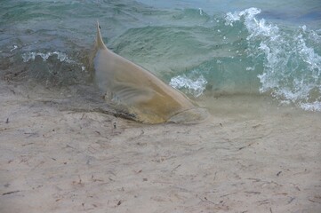 Lemon shark feeding in low water