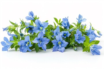 Blue flowers on white surface