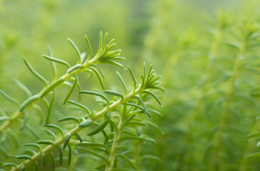 Sedum lineare or stonecrop, succulent, macro photo.