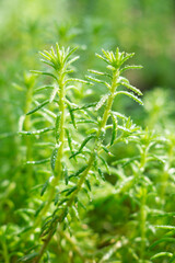 Sedum lineare or stonecrop, succulent, macro photo.