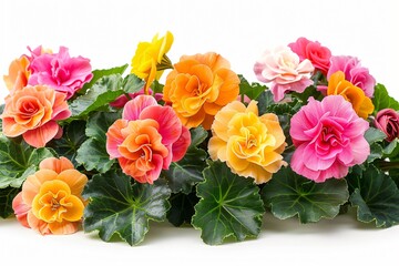 Fototapeta premium Group of flowers on white surface