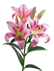 Fototapeta premium Pink lilies bouquet of flowers over isolated transparent background