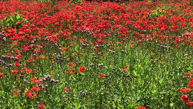 Coltivazione di papaveri su un terreno agricolo 