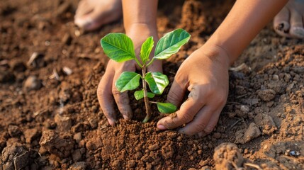 Close-up of hands holding a young tree sapling, ready to be planted in the soil, representing individual contributions to combating global warming