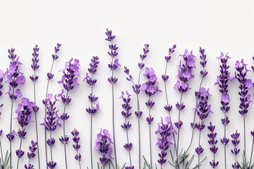 Naklejka premium Lavender flowers on white surface, white background