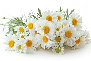 Obraz premium Multiple white flowers yellow centers white surface