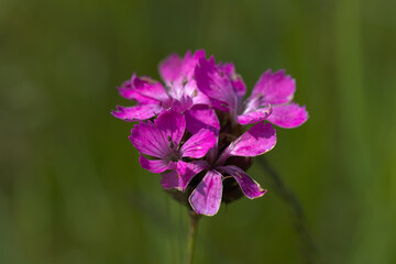 beautiful flower photographed from close up in the meadow