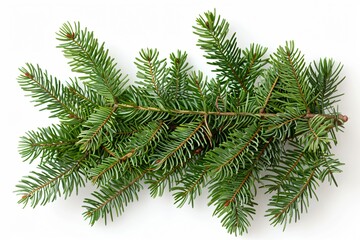 Obraz premium Close-up pine branch on white surface