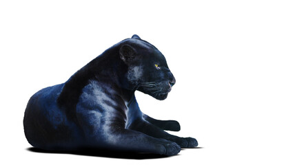black panther isolated on white background © drakuliren
