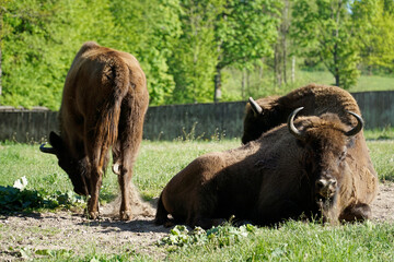 European bisons on field